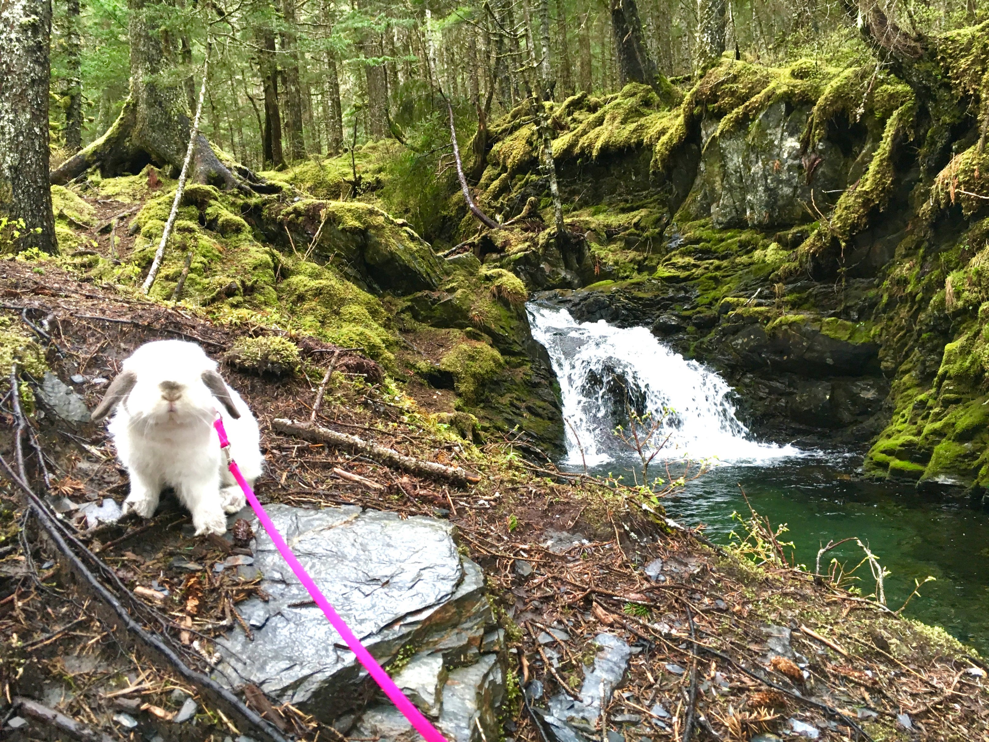 Woman Has The Most Unbelievable Hiking Partner Ever