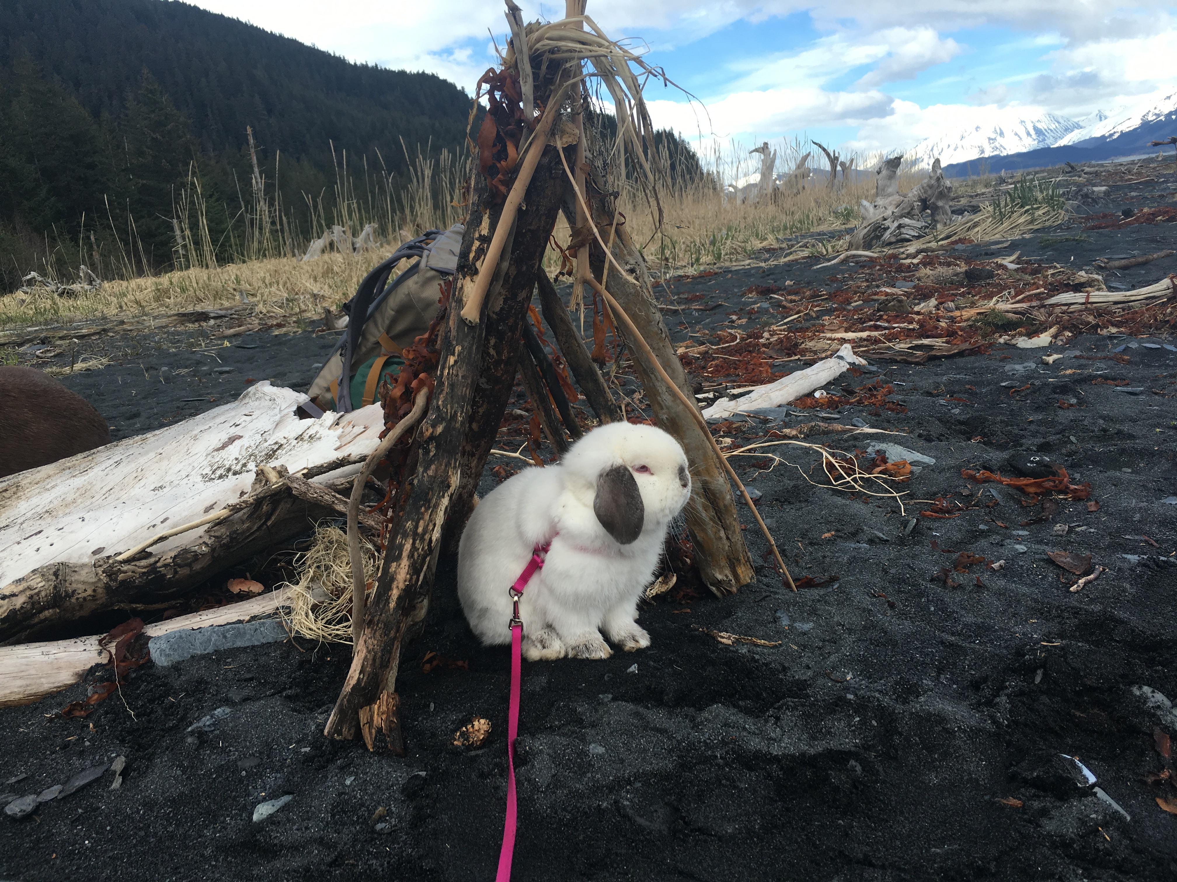 Woman Has The Most Unbelievable Hiking Partner Ever