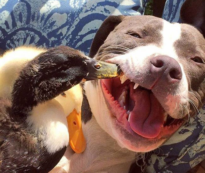 The two ducklings are really the funniest ones – Gertrude and Donald. They were definitely not very excited about the neighbors, but Jake, the pit bull gave them couple of welcoming kisses and licks to feel like at home.