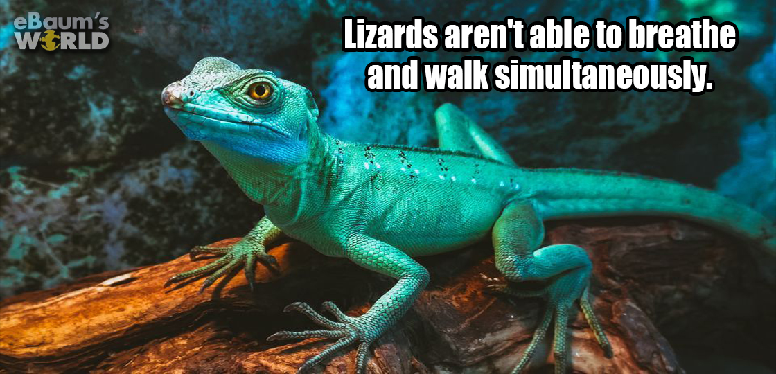 iguana - eBaum's World Lizards aren't able to breathe and walk simultaneously.
