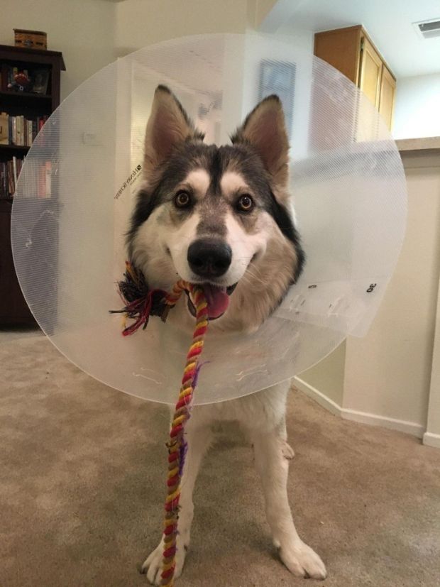 Kenai got hurt but survived, and who could know what would happen if his owner did not know those tricks...
