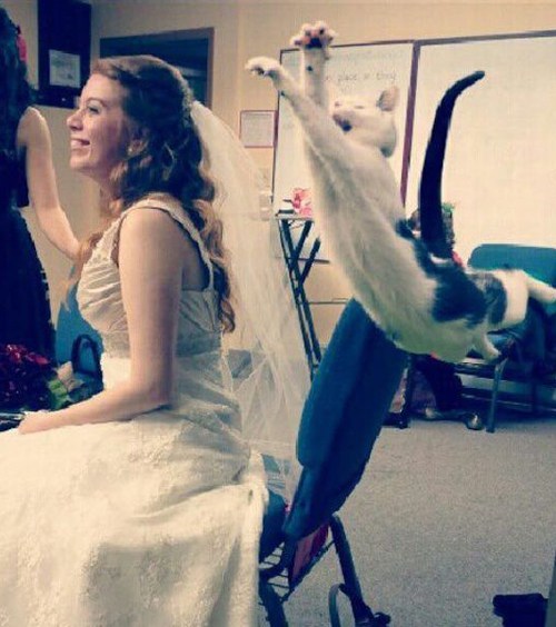 photobomb cat wedding