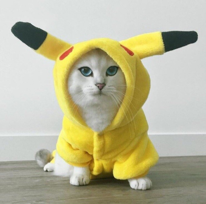 cat pokemon cosplay