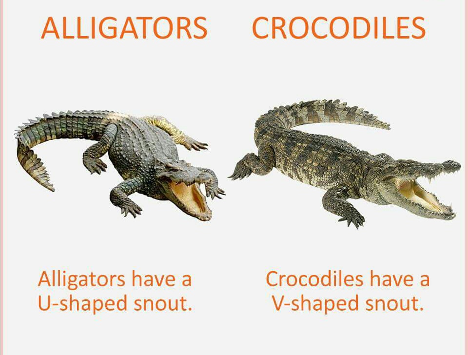 Also remember- alligator will see you later, whereas crocodile will see you after a while.