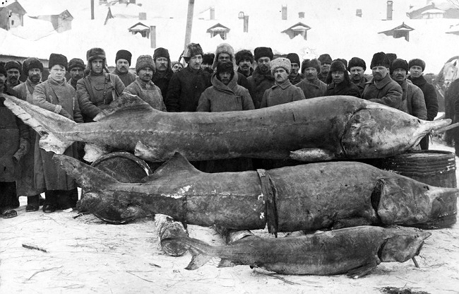 Fishermen of the Volga river, Russia, with their impressive catch, 1924.