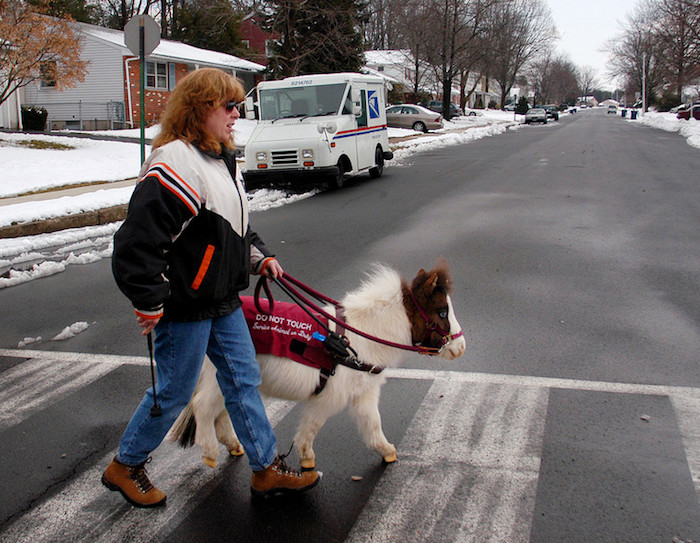 The most popular guide animal for the blind is a guide dog, but those who are allergic or have other reasons to can't have a dog there are guide horses. Yup, horses.