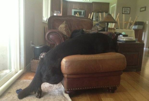 dog ottoman