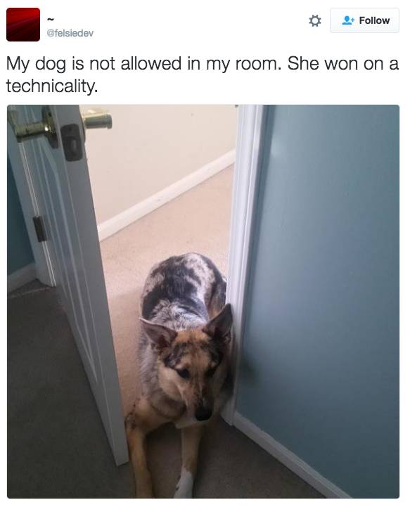 dog not allowed in room - My dog is not allowed in my room. She won on a technicality.