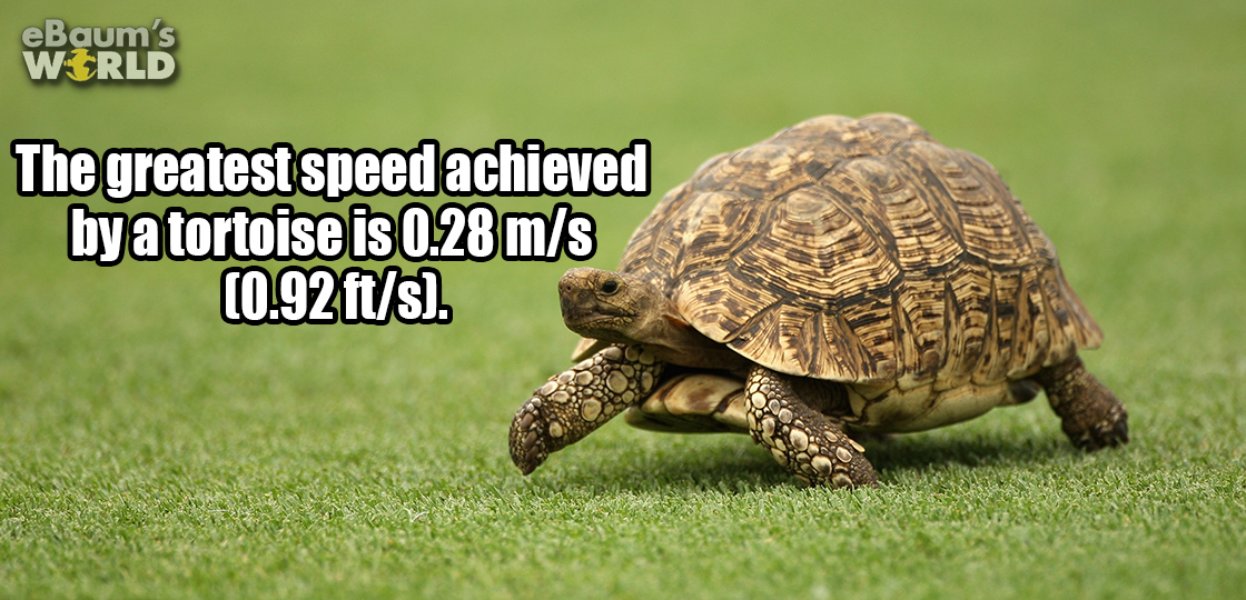 inspirational good morning quotes - eBaum's World The greatest speed achieved by a tortoise is 0.28 ms 0.92 fts.