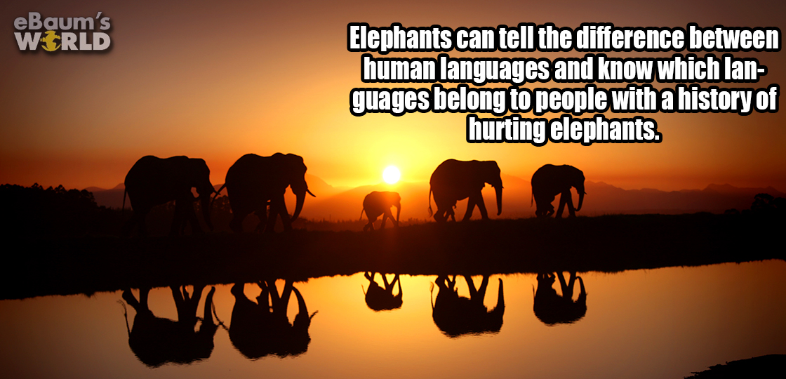 elephant sunset background - eBaum's World Elephants can tell the difference between human languages and know which lan guages belong to people with a history of hurting elephants.