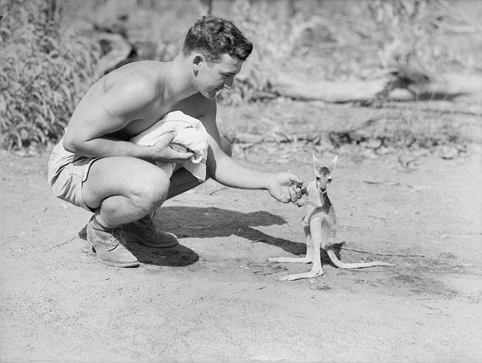 American Soldier with his pet kangaroo, 1942.