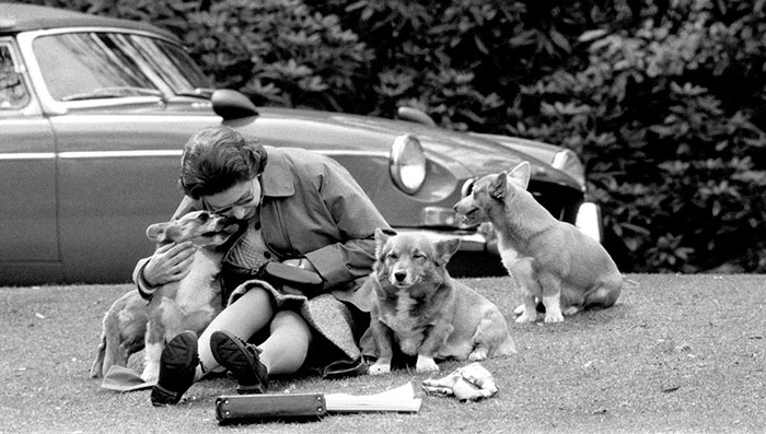 Queen Elizabeth with her much-loved Corgis watching the Royal Windsor Horse Show, 1973.