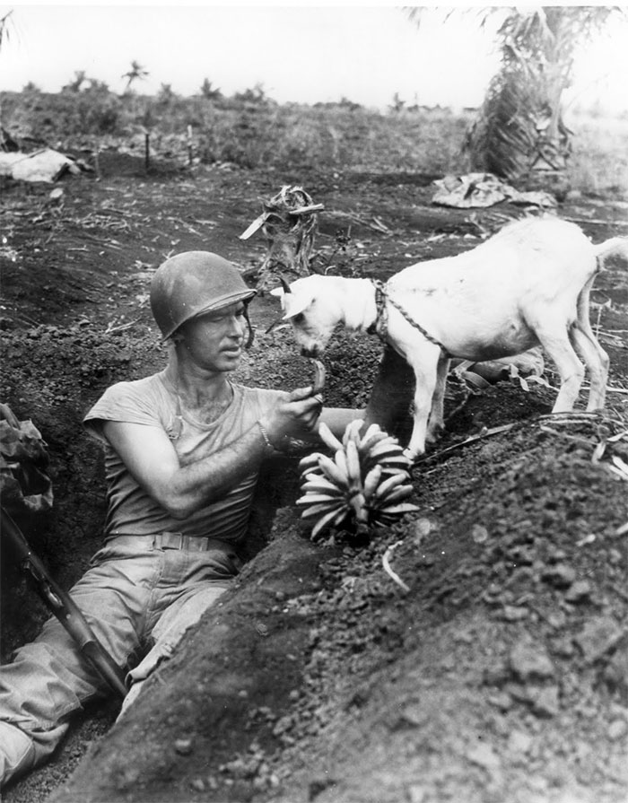 Soldier shares a banana with a goat during the battle of Saipan, Ca. 1944.