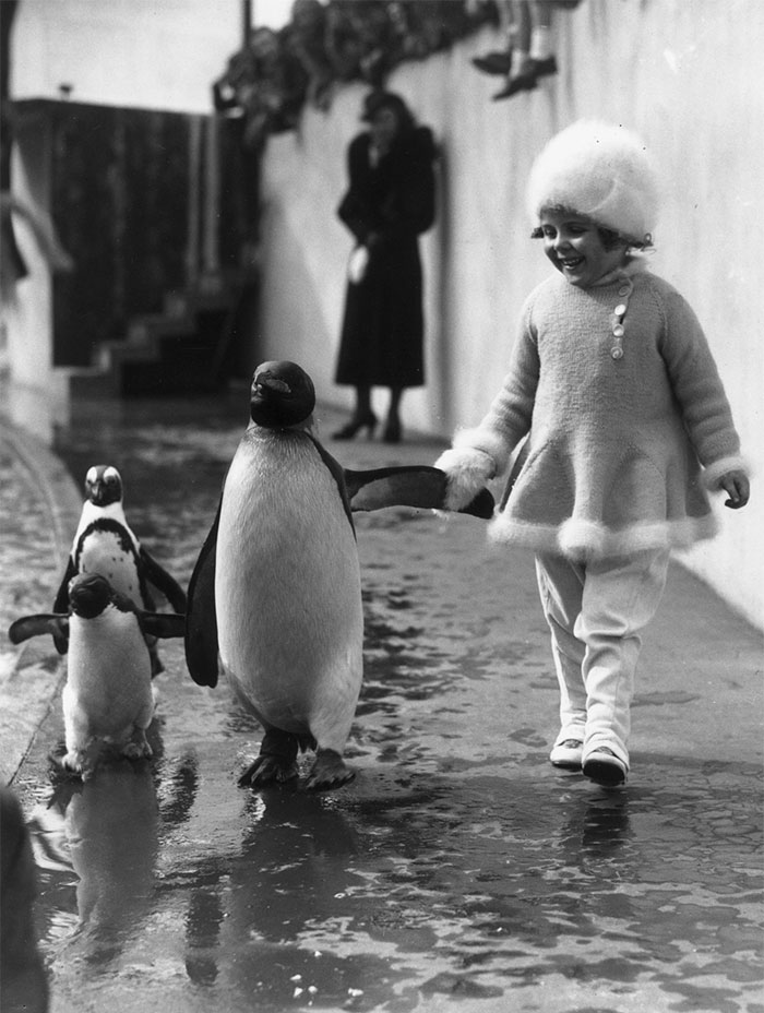 A little girl holds a penguin's flipper as they walk together around the London Zoo, 1937.