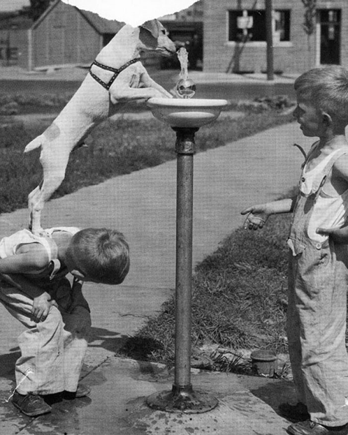 Kid helps his best friend to reach the drinking fountain.