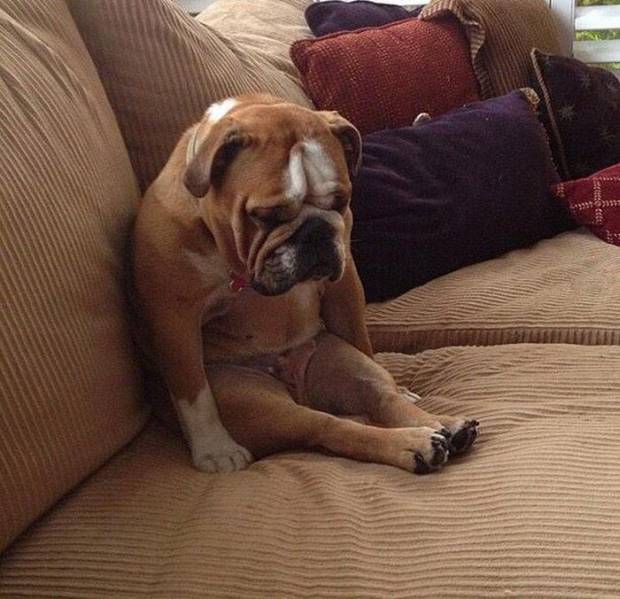 Dogs That Feel About Monday The Way You Do
