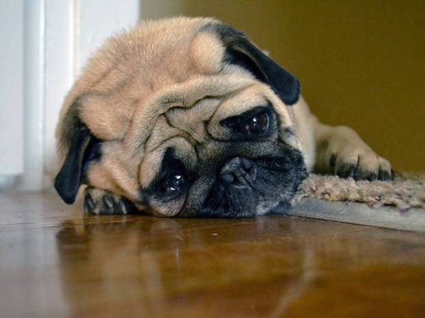 Dogs That Feel About Monday The Way You Do