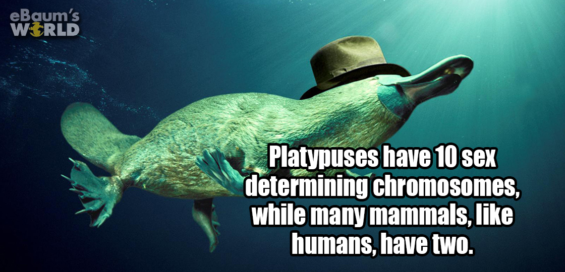 21 Amazing And Hilarious Facts That Will Crush Your Ignorance