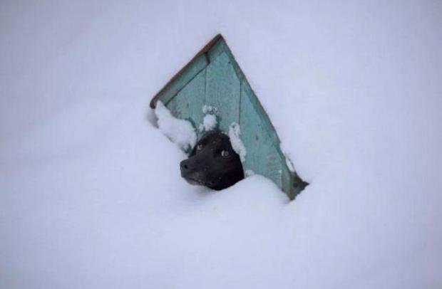 russia - dog stuck in snow