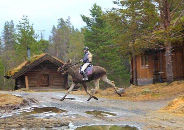 canada moose riding finland