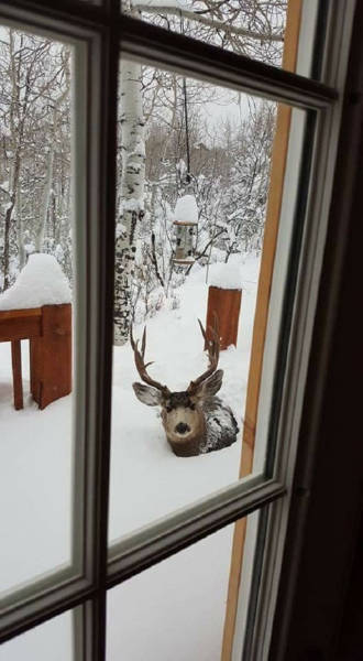 canada deer looking in window