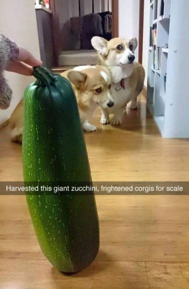 corgi for scale - Harvested this giant zucchini, frightened corgis for scale