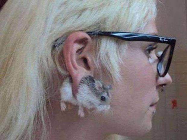 hamster gauges