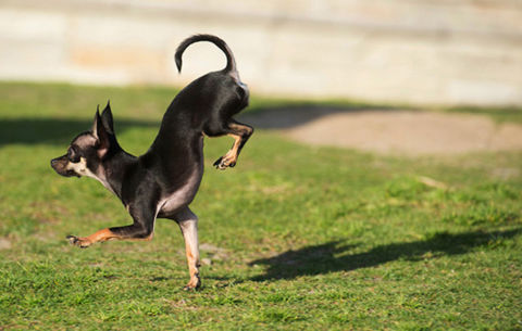 Fastest 5 Meters on Front Paws by a Dog . Konjo managed to race 5 meters on his front paws in just 2.39 seconds in California, December 22, 2014. Konjo is half Papillon, a quarter Jack Russell, and a quarter Chihuahua.