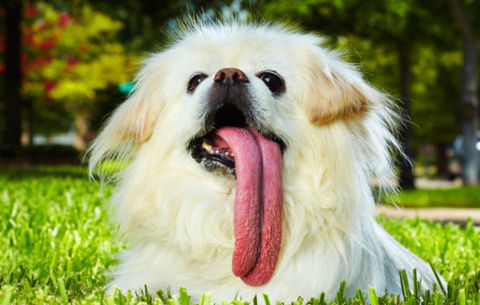 Longest Tongue on a Dog. Puggy, a Pekingese, possesses the longest licker on record at 4.5 inches. The measurement was taken at Avondale Haslet Animal Clinic, Texas, in May 2009, when he was 9 years old.