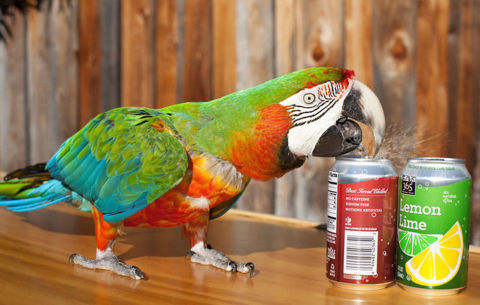 Most Canned Drinks Opened by a Parrot in One Minute. Ever wonder just how many cans a bird could open? Zac the Macaw unopened 35 cans in one minute in San Jose, California, on January 12, 2012.