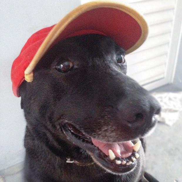 Sabrina Plannerer and her partner purchased a Shell gas station under construction in the town of Mogi das Cruzes, Brazil. It was around this time that she discovered the adult dog roaming around the site, after he'd been abandoned there by his former owner and was too frightened to leave.