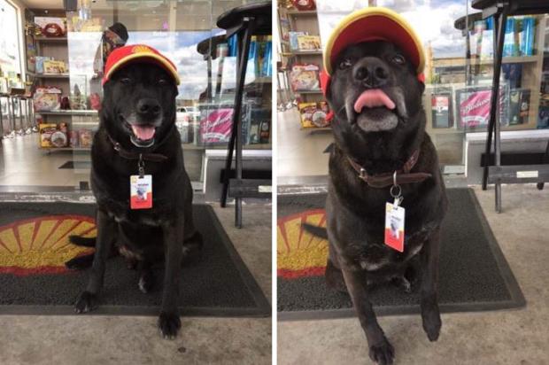 And when the gas station finally opened the dog, called Negão, even got a job...