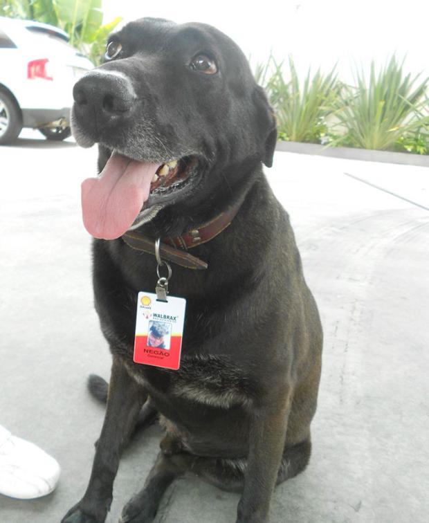 ... and an employee badge to prove it. "Negão waits for people to arrive, and then goes up to say hello, winning them over with his charms," Plannerer says. "Customers love him. Some people even bring him toys." Besides his work as a greeter Negão enjoys long walks with his owners and became a "poster pup" for an organization that helps stray dogs. Life is looking great now for this dog.