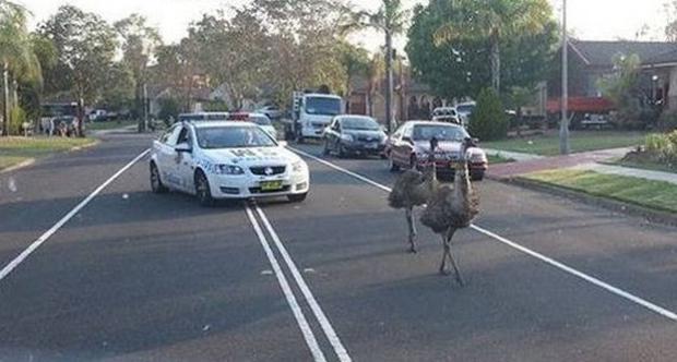 Meanwhile In Australia...