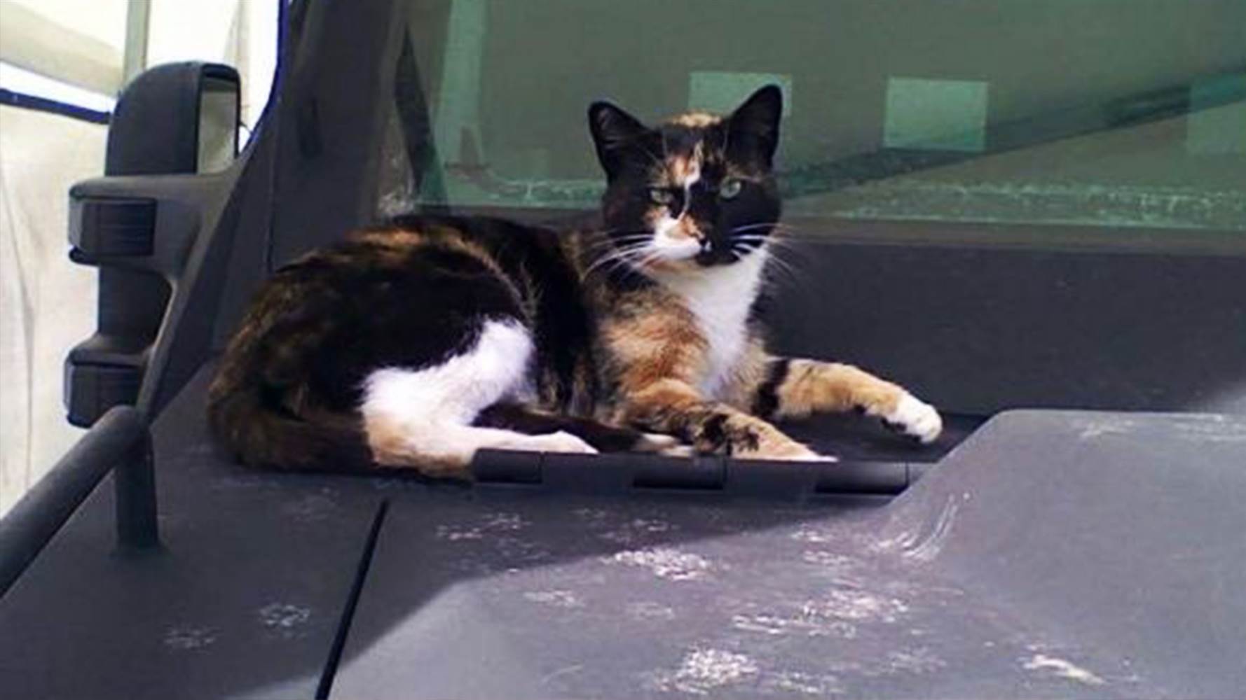 4 years ago, a stray female calico cat waltzed into a Boston Police Department’s SWAT HQ and decided to never leave. The only fitting name to bestow upon the cat, naturally, was SWAT. The department even made her their unofficial mascot.