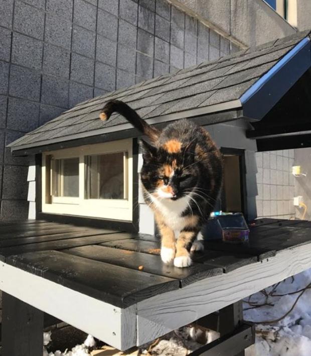 In November 2015 the cat vanished. Her friends from SWAT were heartbroken. "You pull into the driveway and hope she will come running across the parking lot," Officer Evon Burroughs told the Globe shortly after the cat disappeared. "She had become part of the family. But it's sad, she's not there. It's like going to work and not seeing a well-liked coworker."