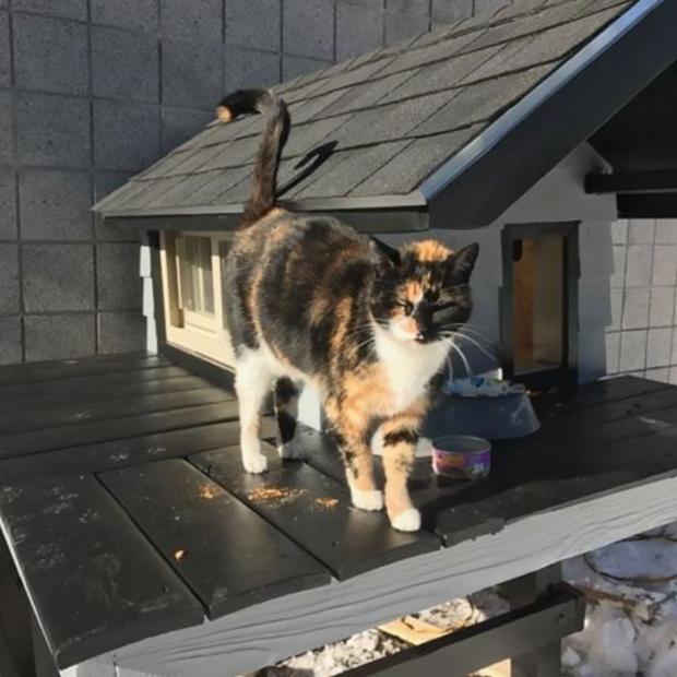 Many feared she had been killed or had left the unit for good, but in January the cat returned. The story of Swat Cat continues, she loves to sleep on hoods of armored vehicles or curled up on officers' motorcycles. This is one badass mascot!