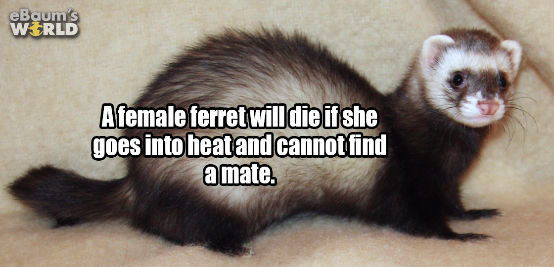 19 Interesting Facts That Will Slaughter Your Boredom