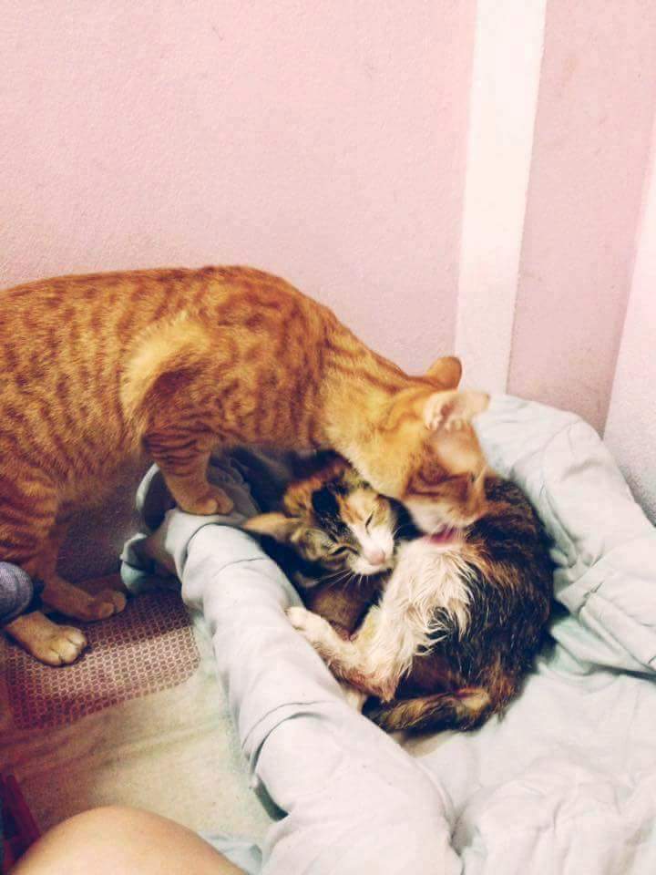 Father Cat Supporting The Mother Cat Giving Birth Will Hit You Right In The Feels