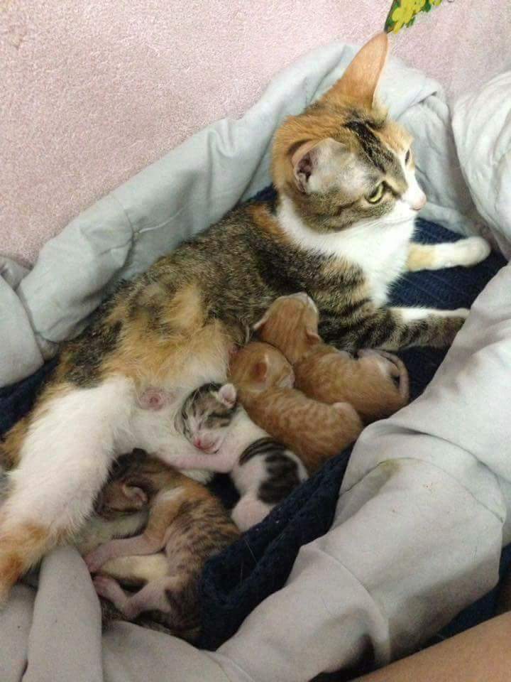 Father Cat Supporting The Mother Cat Giving Birth Will Hit You Right In The Feels