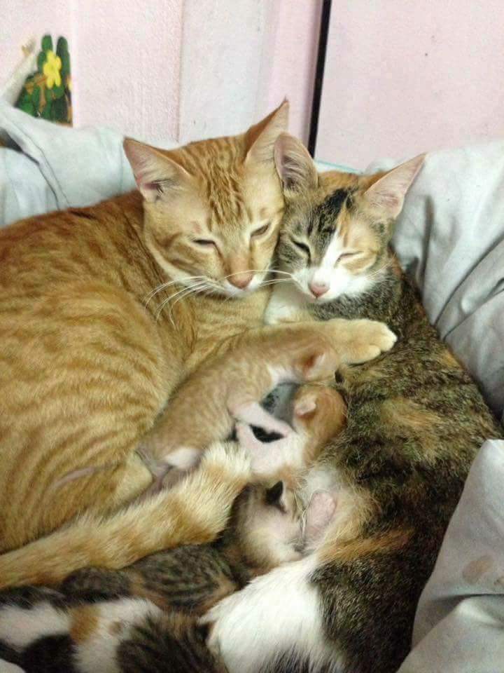 Father Cat Supporting The Mother Cat Giving Birth Will Hit You Right In The Feels