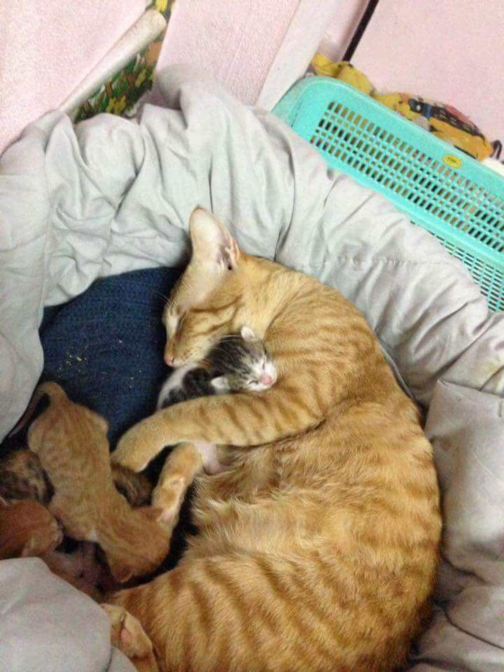 Father Cat Supporting The Mother Cat Giving Birth Will Hit You Right In The Feels