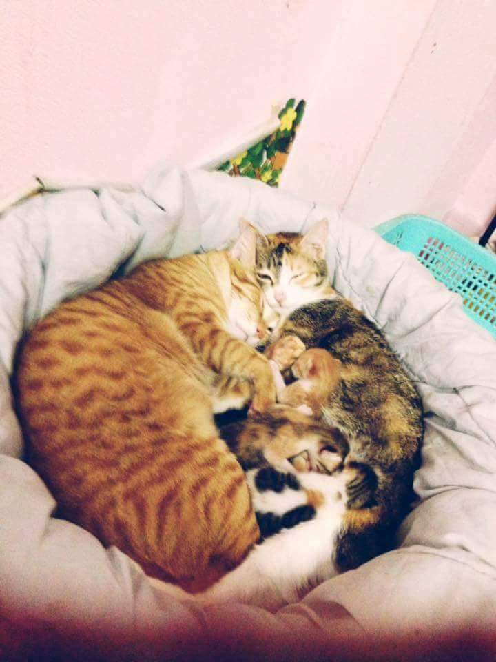 Father Cat Supporting The Mother Cat Giving Birth Will Hit You Right In The Feels