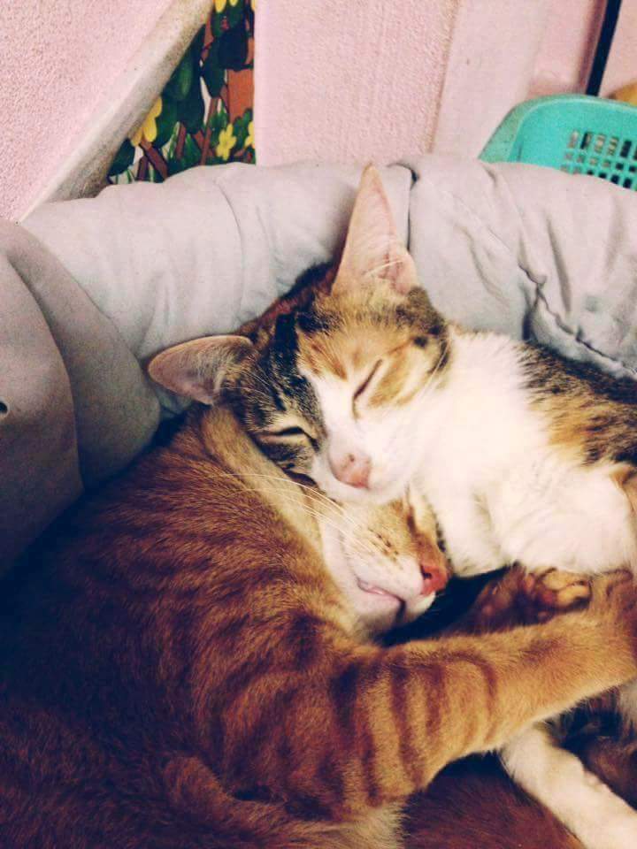 Father Cat Supporting The Mother Cat Giving Birth Will Hit You Right In The Feels