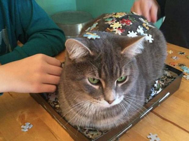 18 Cats Trying To Ruin Their Owners Lives