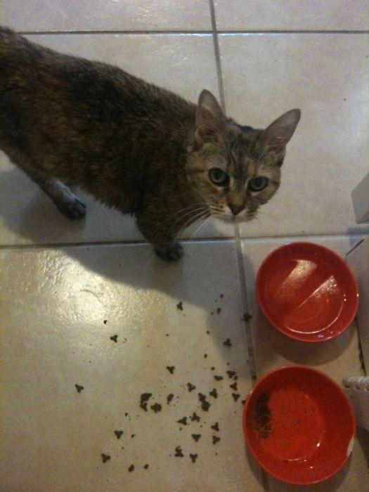 18 Cats Trying To Ruin Their Owners Lives