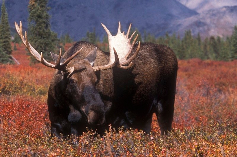 Alaska: It is considered an offense to push a live moose out of a moving airplane.