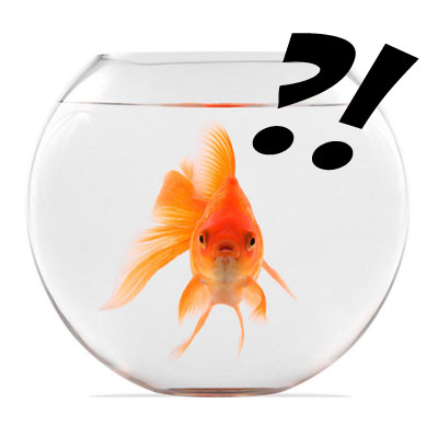 Georgia: In Athens-Clarke County, goldfish may not be given away to entice someone to enter a game of bingo.