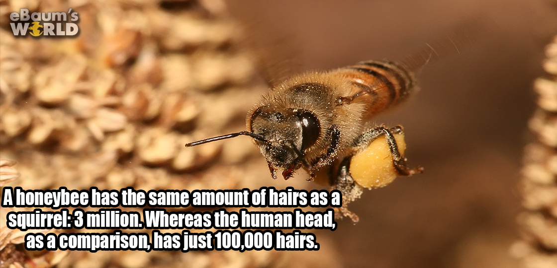 eBaum's Wirld A honeybee has the same amount of hairs as a squirrel3 million. Whereas the human head, as a comparison, has just 100,000 hairs.