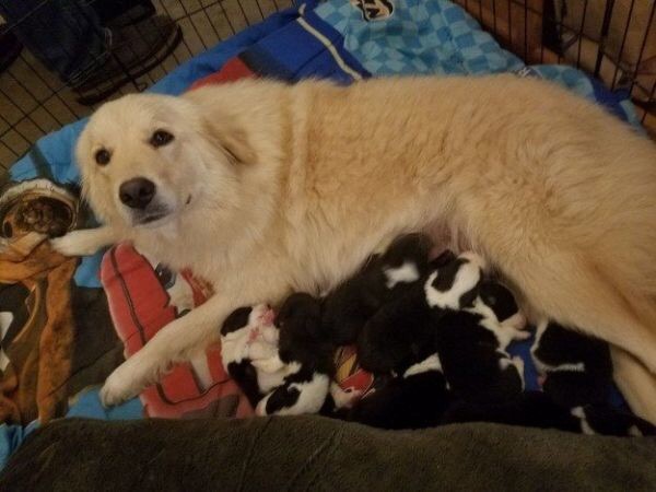 This is Daisy a dog from Oregon. She just had her own litter of 7 puppies but lost them in a tragic accident.